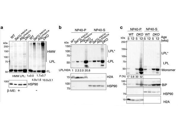 Western Blot using Goat TrueBlot® ULTRA: Anti-Goat IgG HRP